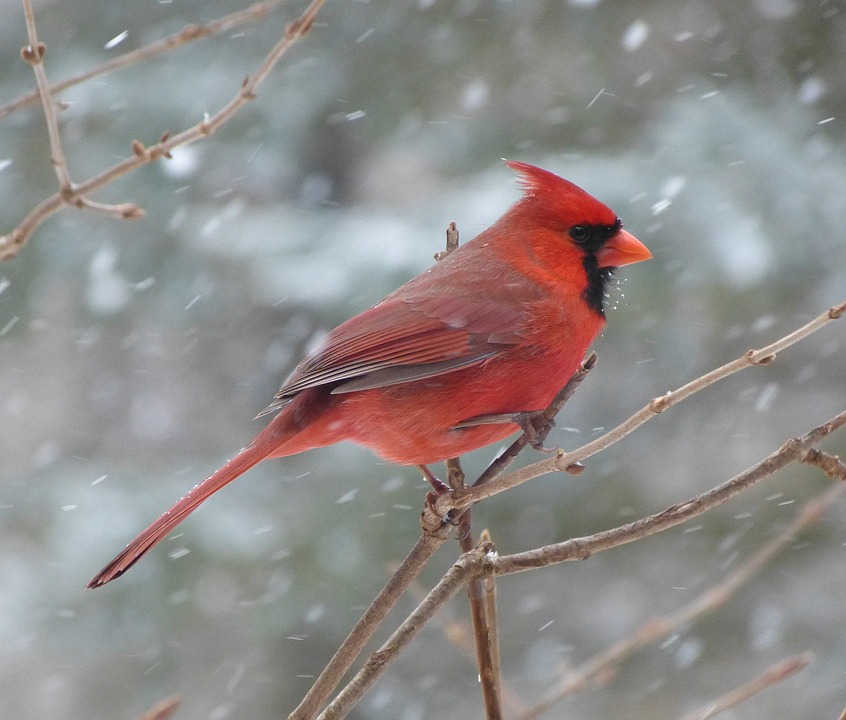 Cardinal Joy